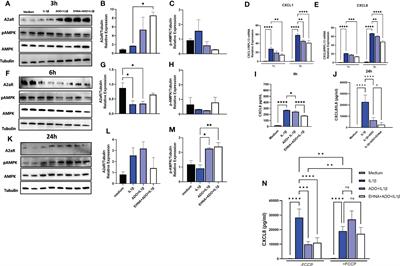 Metabolic reprogramming through mitochondrial biogenesis drives adenosine anti-inflammatory effects: new mechanism controlling gingival fibroblast hyper-inflammatory state